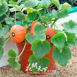 Kit de Cultivo Calabaza Enana
