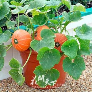 Kit de Cultivo Calabaza Enana