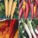 Kit de Cultivo Zanahorias de Colores